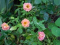 DSCN1723
