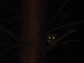 nächtlicher Besuch