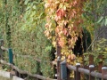 IMG_7557 (2)