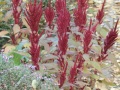 IMG_7559 (3)