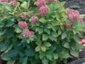 IMG_7563 (2)