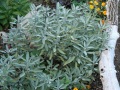 IMG_7566 (2)
