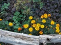 IMG_7567 (2)