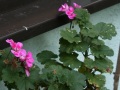 IMG_7575 (2)