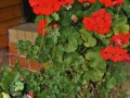 IMG_7580 (2)