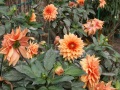 IMG_7583 (2)