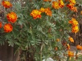 IMG_7584 (2)