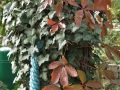 IMG_7586 (3)
