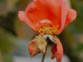 IMG_7603 (2)